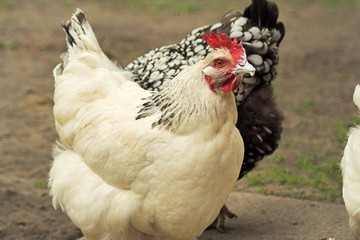 Huhn mit weissem Schnabel