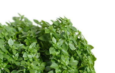 Obraz premium green greek basil, isolated