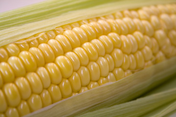Corn 1