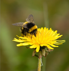 Bee On Flower
