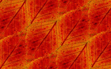 autumn foliage red ornament