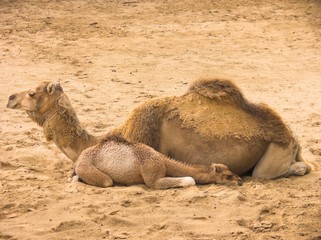 camels