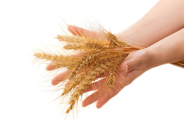 Wheat and hands isolated on white.
