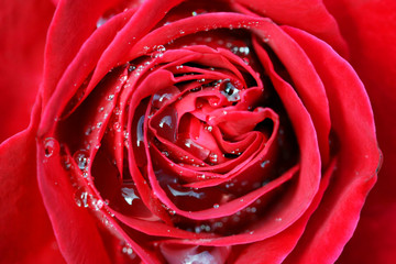 Bud of a rose with drops of dew