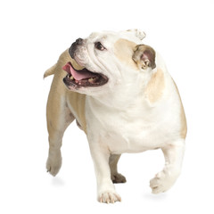 english Bulldog walking in front of white background