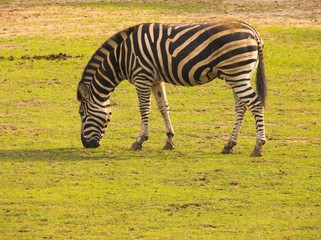 zebra