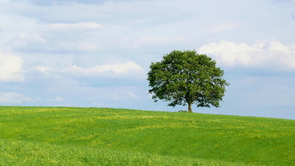 Fototapeta na wymiar Der Baum,Landschaft