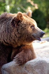 Fototapeta premium Oso en Reposo