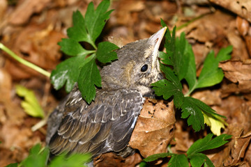 Nestling of catbird fallen out from the nest  