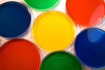 Colorful Petri Dishes