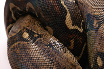 Obraz premium Real snake