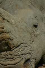 rhino