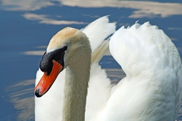 Cisne Clásico