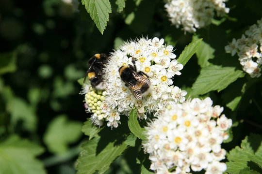 Bumblebee