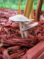 mushrooms