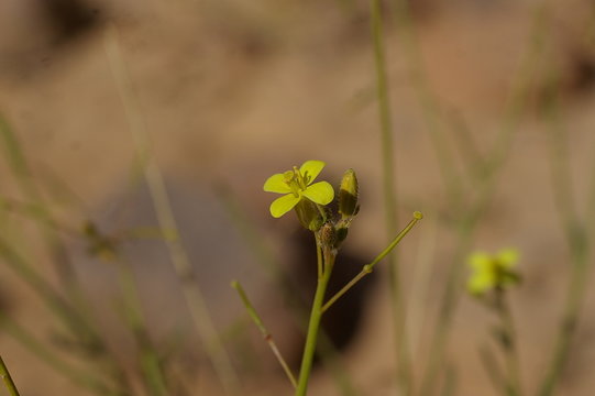 Diplotaxis harra