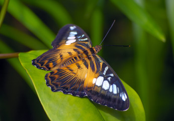brown tropical butterfly resting on the leaf