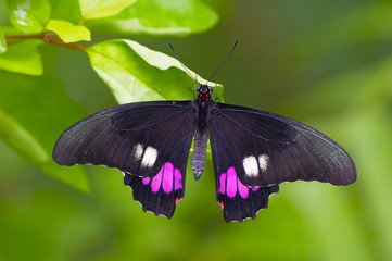 black tropical butterfly sitting on the leaf
