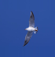 gull flying with clear blue sky in background