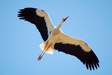 Cigüeña en Vuelo