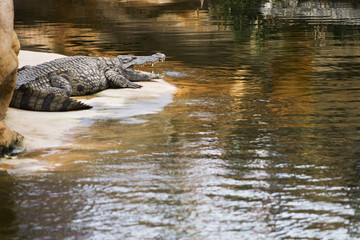 crocodile