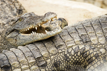 crocodile
