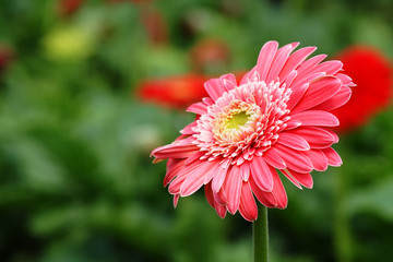 Beautiful flowers - bred in glasshouse