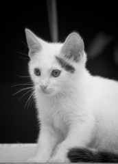 Cat 01 B&W