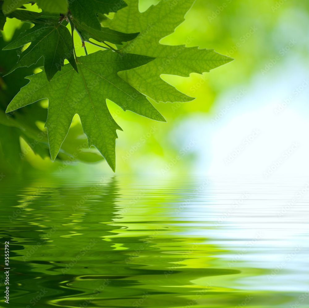 Wall mural green leaves reflecting in the water, shallow focus