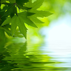 green leaves reflecting in the water, shallow focus
