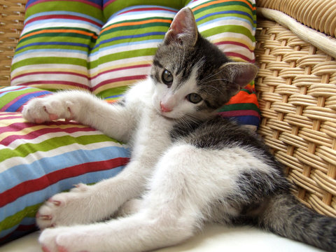 kitten