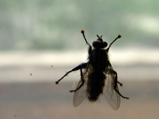 Ordinary fly on the pane glass © Lena Lir