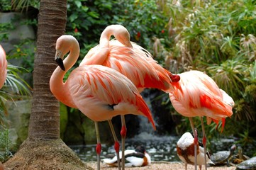 flamands rose