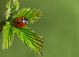 Ladybug