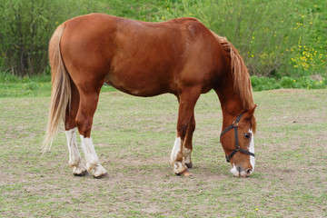 Naklejka na ściany i meble Beautiful horse in country stud farm