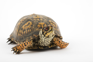 Fototapeta premium Adult Eastern Box Turtle (Terrapene carolina carolina) 