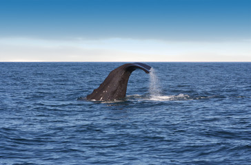 Fototapeta premium Whale diving beatiful