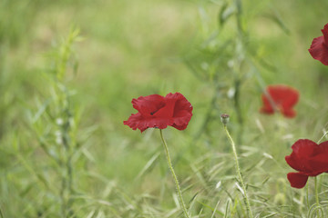 Coquelicot