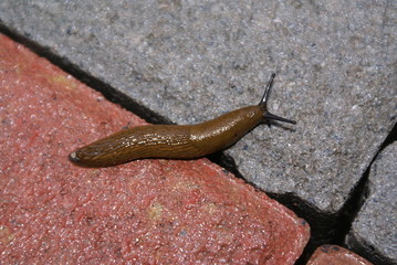 Rain snail, haunt of brick road. Macro 