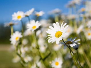 Field of daisies against bright blue sky