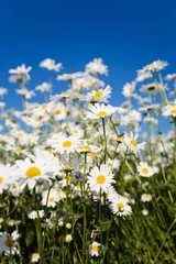 Tableaux ronds sur plexiglas Marguerites Field of daisies against bright blue sky