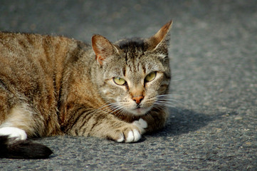 Katze liegt auf dem Asphalt