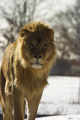 Young male lion walking in the snow