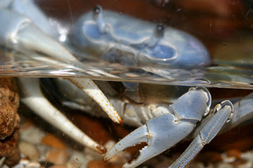 crabe