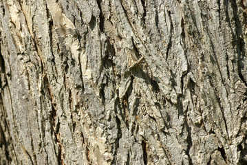 Oak Bark