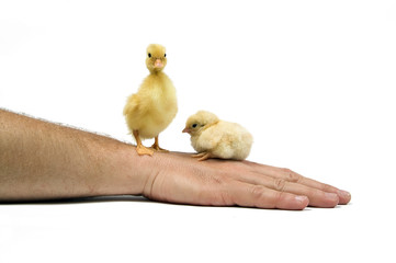 Lending a helping hand