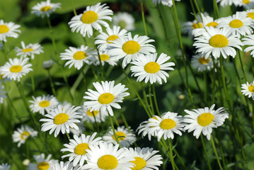 Daisies © David Wood