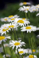 Daisies © David Wood