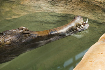 crocodile