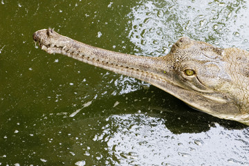 crocodile